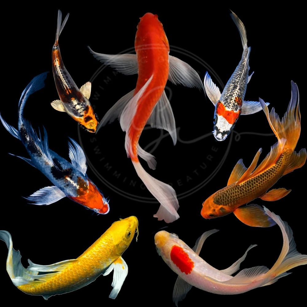 Aquarium Fish Live - 다양한 색상의 활어 잉어 (3-4마리) -