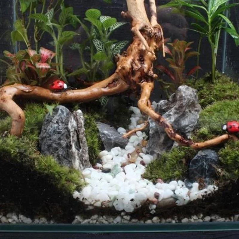 천연 나무 줄기 유목 수족관 어항, 파충류 실린더 뿌리 - Aquarium Fish Tank Price 리뷰 및 가격