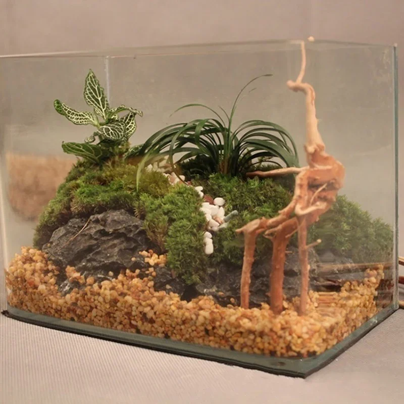 천연 나무 줄기 유목 수족관 어항, 파충류 실린더 뿌리 - Aquarium Fish Tank Price 리뷰 및 가격