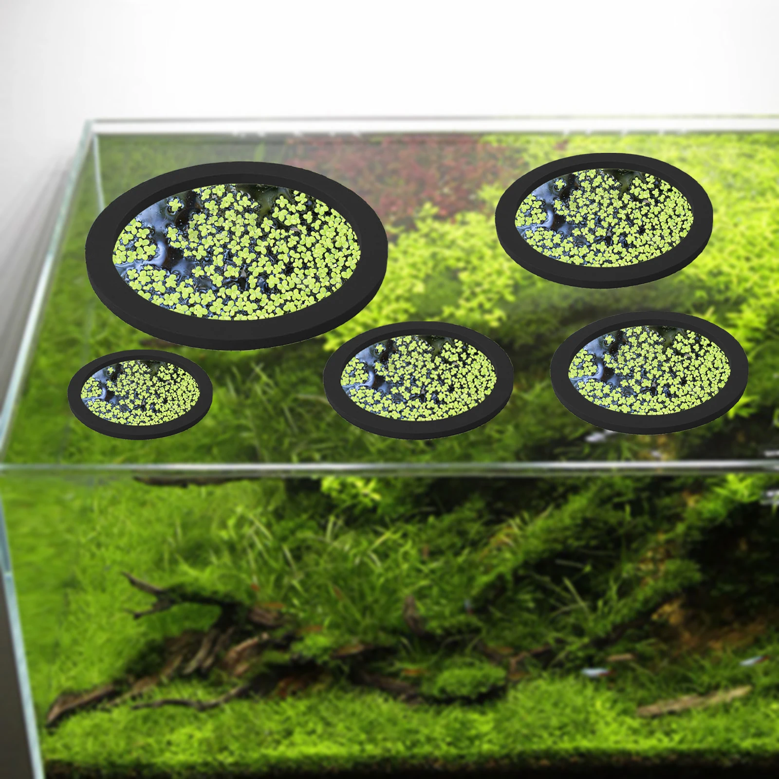 EVA 물고기 먹이 고리 수족관 플로팅 식물, 코랄 어 - Aquarium Fish Accessories 리뷰 및 가격
