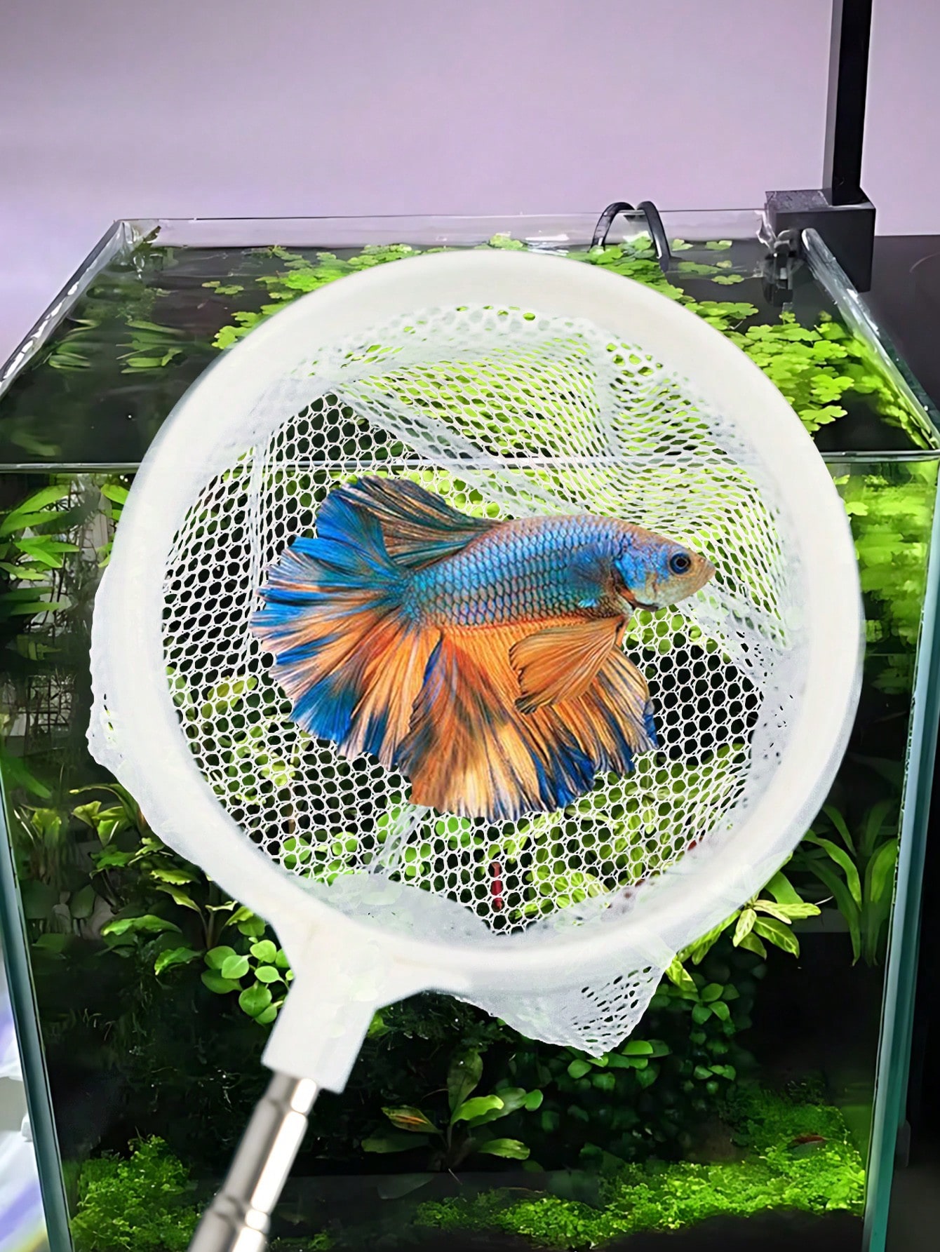 수족관 물고기 그물망 - 어린 물고기와 새우를 위한 접 - Aquarium Fish Food 리뷰 및 가격