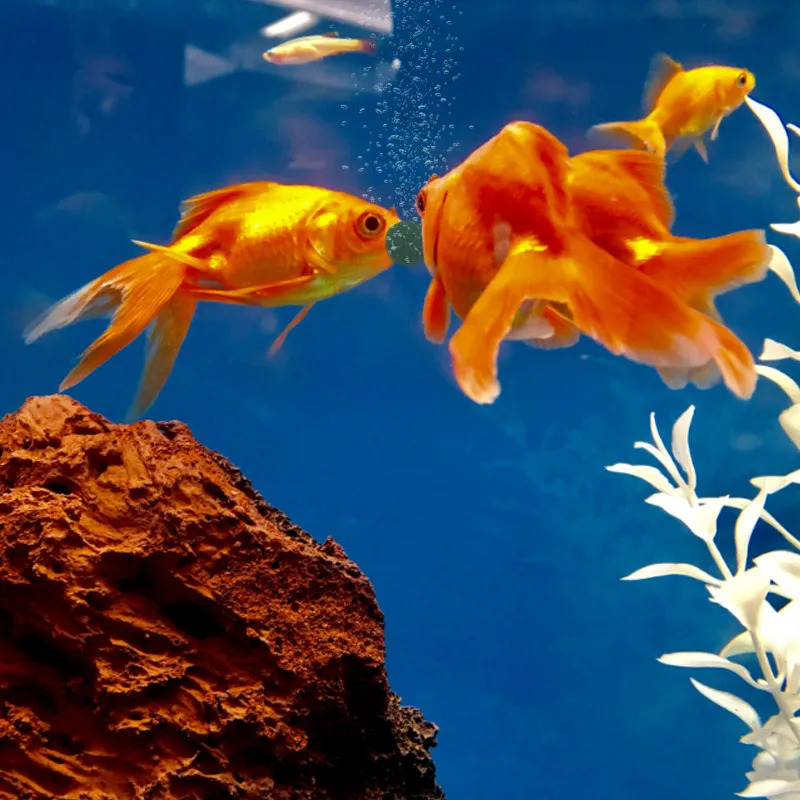 100-1500개 고순도 스피룰리나 정제 스피룰리나 해 - Aquarium Fish Food 리뷰 및 가격